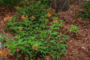 FIREBUSH