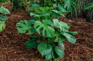 MONSTERA
