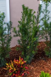 podocarpus