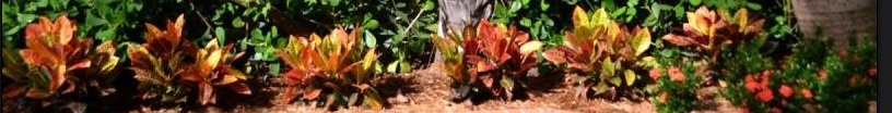Tropical Plants